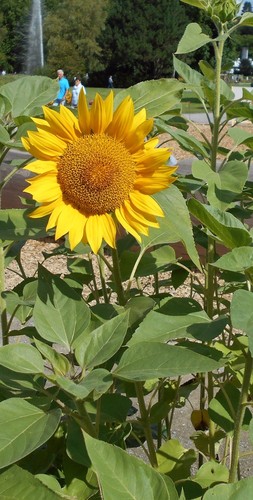Samen die blüte der riesen - blüte,