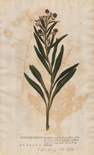 Cynoglossum Hundszungen