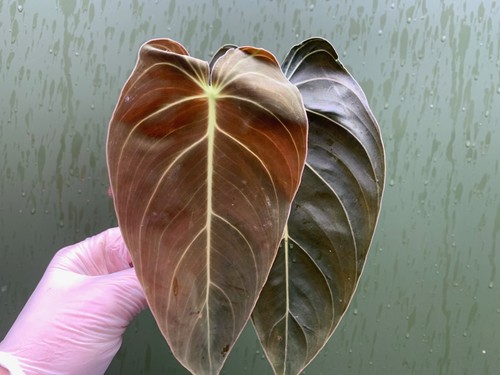 Philodendron melanochrysum