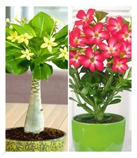 Zimmerpflanzen-Kollektion, 2