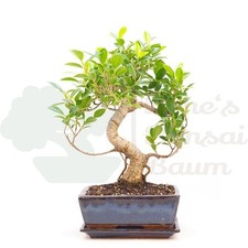 BONSAI Chinesische Feige 'Ficus Retusa' inkl. Schale. Indoor