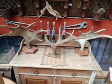 Geweihstangen Abwurfstangen Hirschgeweih Rothirsch Geweih Gehörn Kauknochen Deko