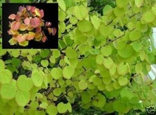 Lebkuchen- Baum Pflanzen für die Wohnung drinnen Zimmerpflanze groß pflegeleicht