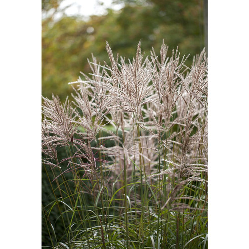 Miscanthus sinensis