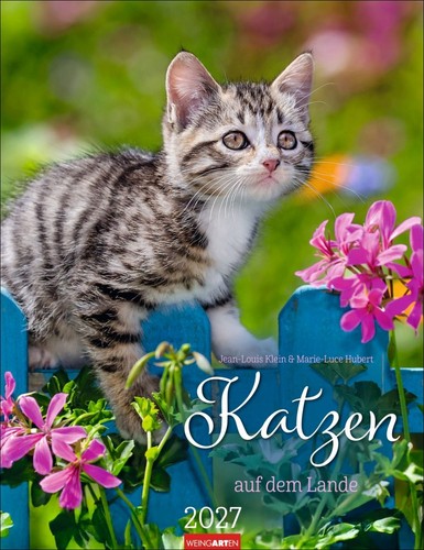 Katzen auf dem lande - auf,