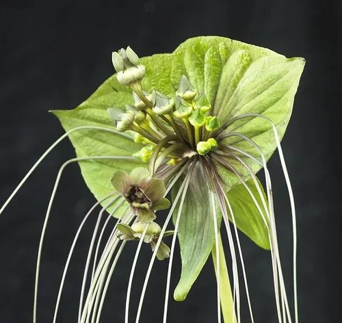 Sale709 tacca chantrieri green - sale709,