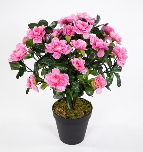 Azalee 34cm rosa pink topf - 34cm, im