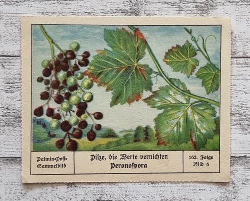 Peronospora winzer wert - winzer,