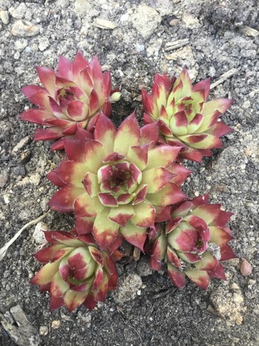 Hauswurz sempervivum flasher - sempervivum,