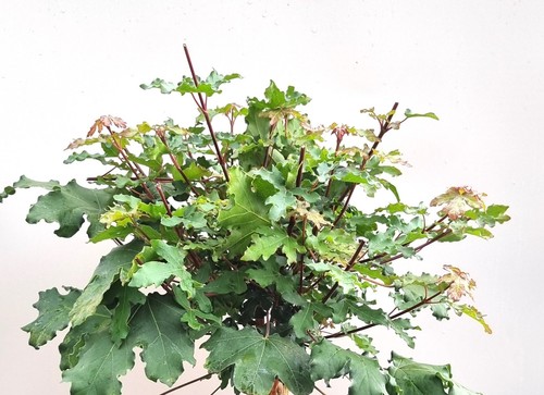 Feldahorn acer campestre - campestre, nanum