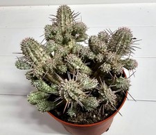Große Euphorbia Mammillaris