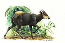 Ducker Paarhufer Hornträger -