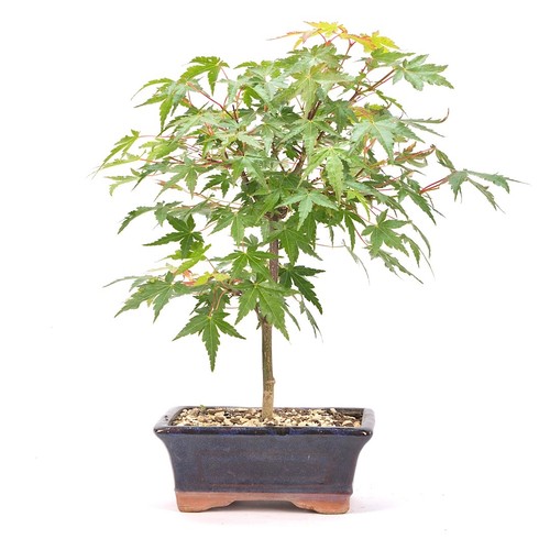 Bonsai fächer ahorn acer - bonsai, fächer-ahorn