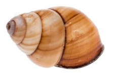 NaDeco® Helicostyla