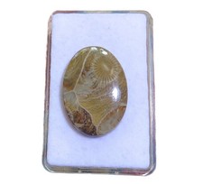 Petoskey Stein - Fossile