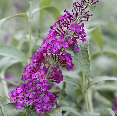 Schmetterlingsflieder reve - schmetterlingsflieder,