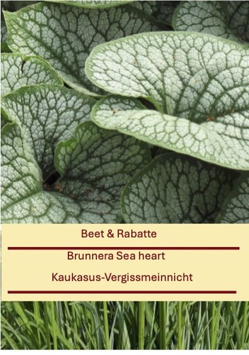 Brunnera macrophylla sea - macrophylla, "sea