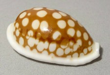 Meeresschnecke Cypraea