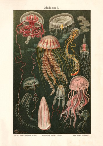 Medusen historischer druck - i.,
