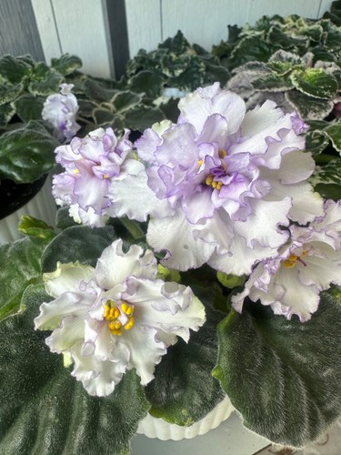 African violet - african,