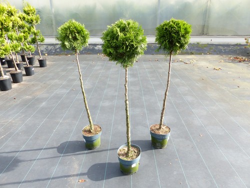 Thuja smaragd stamm - -, 135