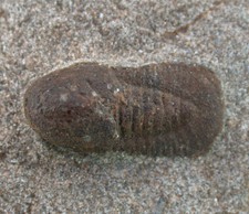 Ordovizium Standstück mit