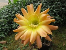 großes Kindel Edwardian Lady x Wild Echinopsis Lobivia Hybride Kaktus Cactus