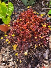 Oxalis spiralis vulcanicola Sauerklee Klee ca. 12 cm Topf bis 26 cm Durchmesser