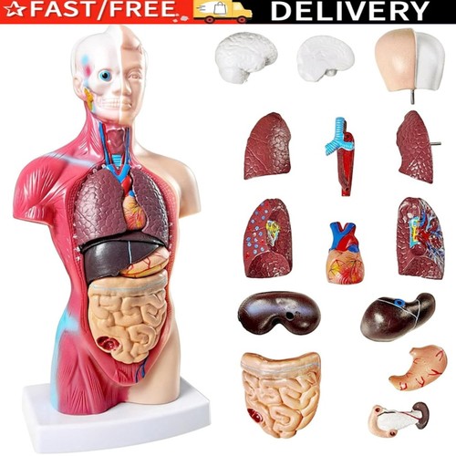 Anatomisches torso modell 28cm - torso,