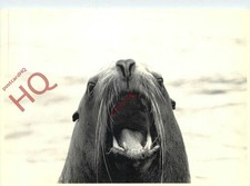 Picture Postcard: Seal, Roel