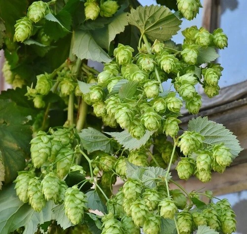 Jetzt pflanzen hopfen - jetzt,
