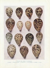 Vogeleier Goldregenpfeifer Mornellregenpfeifer Säbelschnäbler... FARBDRUCK 1930