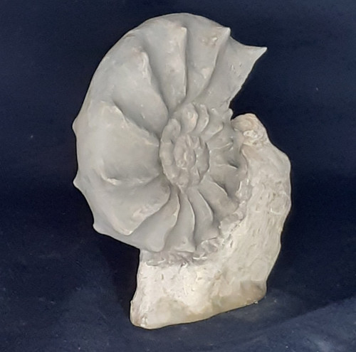 Ammonit ceratites - ammonit,