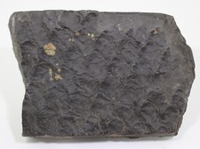 Pflanze, Lepidodendron