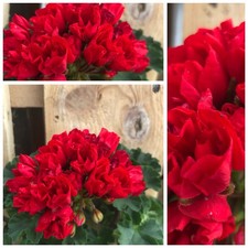 Dänische Geranie Pelargonie
