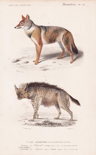 Canis aureus schakal - schakal, hyäne