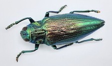 Buprestidae, Chrysodema