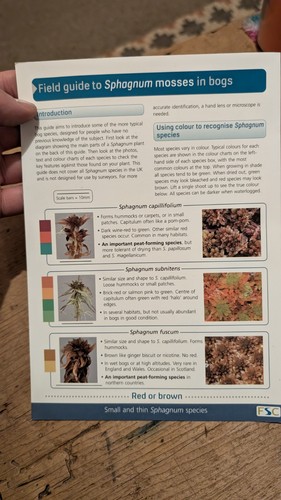 Sphagnum mosses bogs - bogs, wild