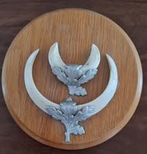 Keilerzähne, Keilerwaffen auf Holzbrett mit Metallverzierung