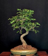 BONSAI CHINESISCHE ULME ULMUS