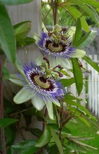 2 x winterharte Passionsblumen
