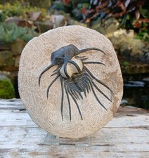 Fossil Trilobit Dicranurus