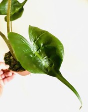 Alocasia Macrorrhiza Stingray - Tropenwurz, Rochen - Pfeilblatt, 11cm Topf