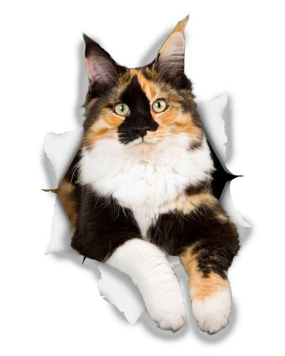 Autoaufkleber calico - autoaufkleber,