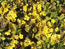 10 Stück  Waldsteinie