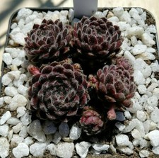Sempervivum wollknopf 2x - "wollknopf",