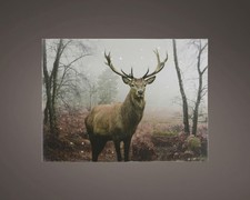 Kaemingk LED Leinwand BO