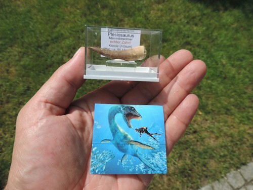 Schöner zahn vom plesiosaurus - vom,