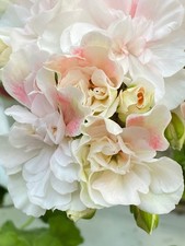 Pelargonie JungPFLANZE mit