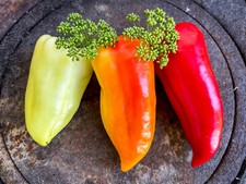 Pusztagold - früher Paprika Ungarn - TOP ERTRAG - anfangs mild würzig  - rot süß